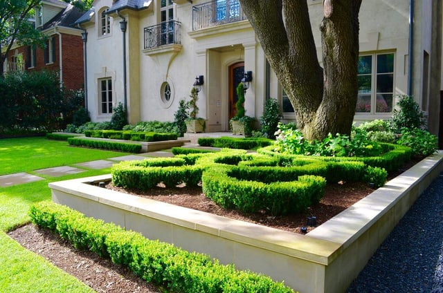 boxwood