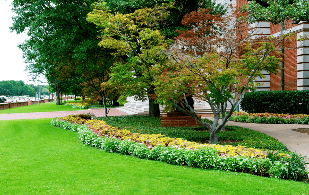 commercial maintenance annuals bed large shade trees ornamental tree