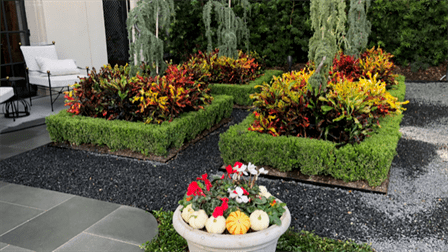 residential fall color displays 5