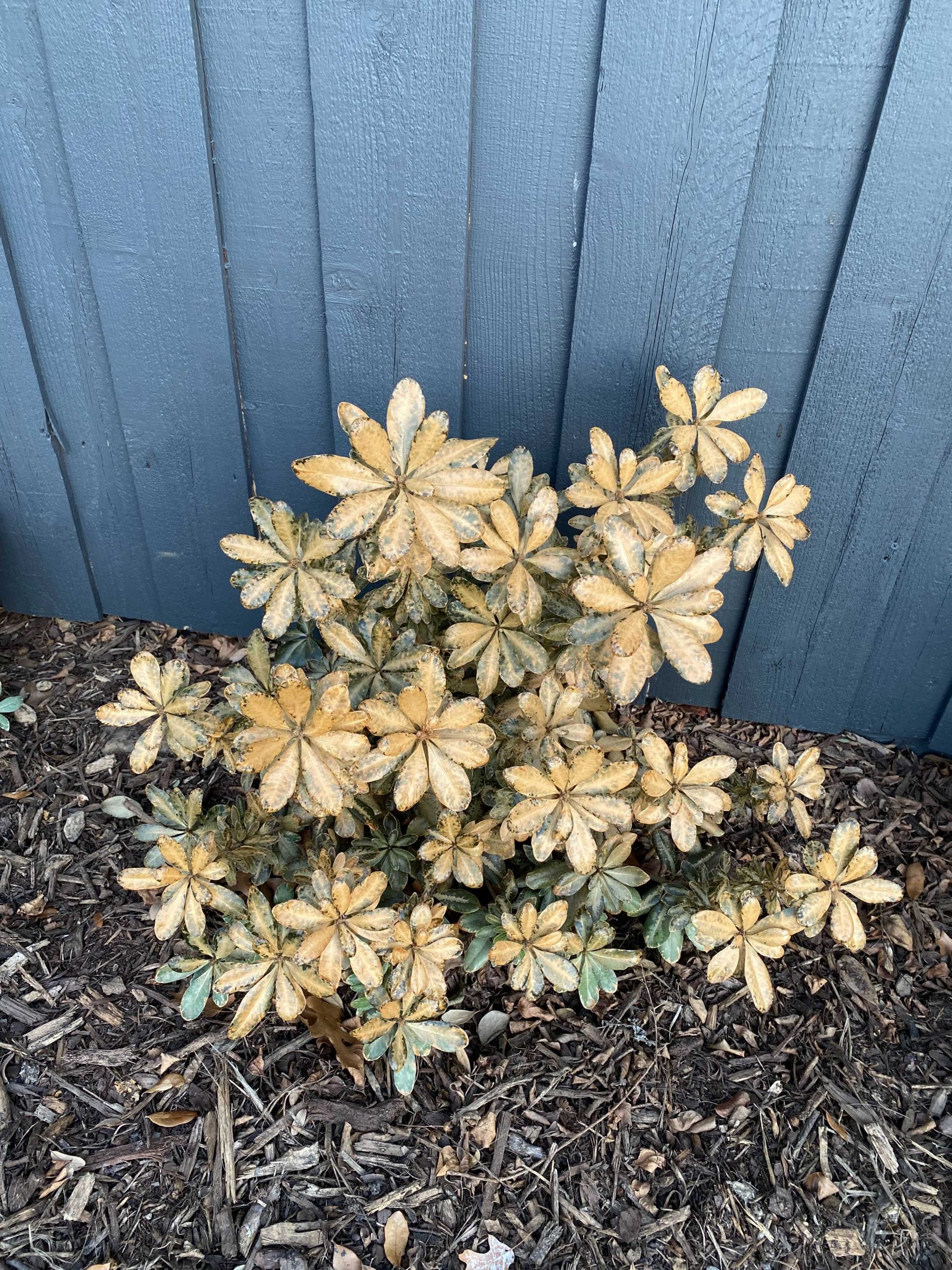 Why Now Is the Perfect Time to Lay Mulch in Dallas & North Texas